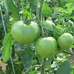 Tomates da Bordieira