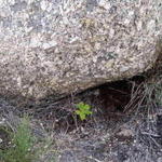 Os carvalhinhos crescem no Covão do Lameirão