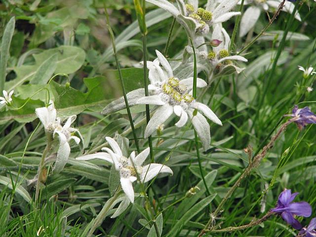 Flores 8 (Edelweiss)