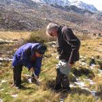 Plantando os últmos carvalhos