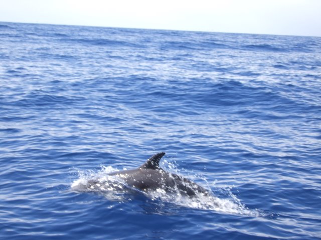 Golfinhos ao largo de S. Miguel