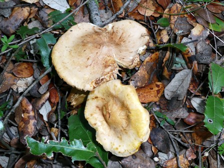 a mim baptizaram-me de Hebeloma