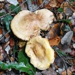 a mim baptizaram-me de Hebeloma