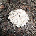 A mim chamam-me Clavulina cinerea