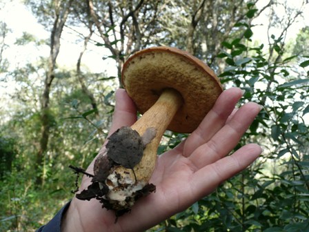 Apanhei um Leccinum lepidum