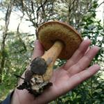 Apanhei um Leccinum lepidum