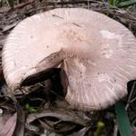 Apresento-me. Sou o Agaricus xanthoderma