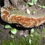 E este é o Phellinus torulosus