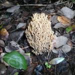 E por fim temos o Ramaria sp