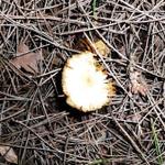 Eu sou o Inocybe geophylla