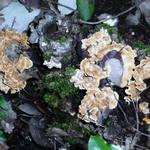 Eu sou primo dele e tambem um Stereum hirsutum