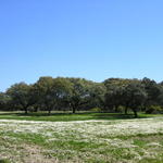 Lindos estão os campos!