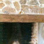 Dentes do javali, que estava optimo!